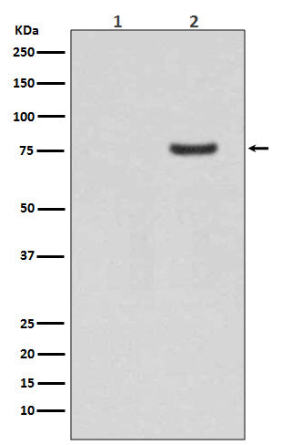 Western blot analysis of Phospho-Synapsin I (S9) expression in (1) Human brain lysate; (2) Human brain lysate treated with AP.