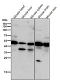 All lanes use the Antibody at 1:1K dilution for 1 hour at room temperature.