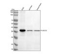 Anti-Phospho-EIF2S1 (S51) Rabbit Monoclonal Antibody