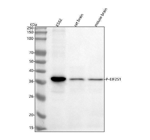 Anti-Phospho-EIF2S1 (S51) Rabbit Monoclonal Antibody