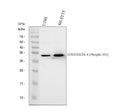 Anti-Phospho-Histone H1.4 (T17) HIST1H1E Rabbit Monoclonal Antibody