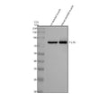 Anti-Phospho-HSL (S853) LIPE Rabbit Monoclonal Antibody