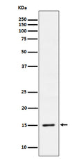 Western blot analysis of Phospho-Histone H3.3 (S31) expression in HeLa cell treated with Calyculin A lysate.