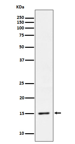 Western blot analysis of Phospho-Histone H3.3 (S31) expression in HeLa cell treated with Calyculin A lysate.