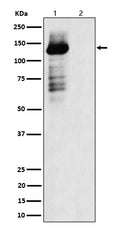 Western blot analysis of Phospho-TAOK1/2/3 (S181 + S181 + S177) expression in (1) 293 cell lysate; (2) 293 cell treated with Lambda Phosphatase lysate.