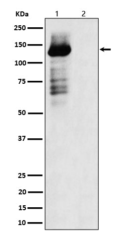 Western blot analysis of Phospho-TAOK1/2/3 (S181 + S181 + S177) expression in (1) 293 cell lysate; (2) 293 cell treated with Lambda Phosphatase lysate.
