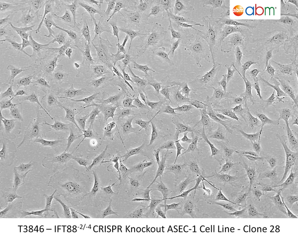 IFT88<sup>-2/-4</sup> CRISPR Knockout ASEC-1 Cell Line - Clone 28 | Applied Biological Materials (abm)