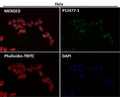 Immunofluorescent analysis using the Antibody at 1:50 dilution.