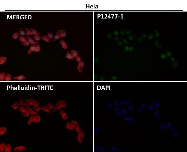 Immunofluorescent analysis using the Antibody at 1:50 dilution.