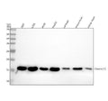 Anti-Histone H3 (acetyl K14) HIST1H3A Rabbit Monoclonal Antibody