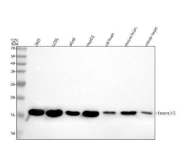Anti-Histone H3 (acetyl K14) HIST1H3A Rabbit Monoclonal Antibody