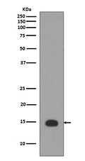 Western blot analysis of Histone H3 (acetyl K4) expression in HeLa+TSA cell lysate.