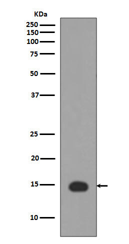 Western blot analysis of Histone H3 (acetyl K4) expression in HeLa+TSA cell lysate.