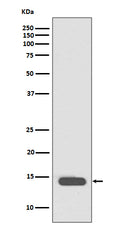 Western blot analysis of Histone H2B (acetyl K20) expression in Hela cell treated with TSA lysate.