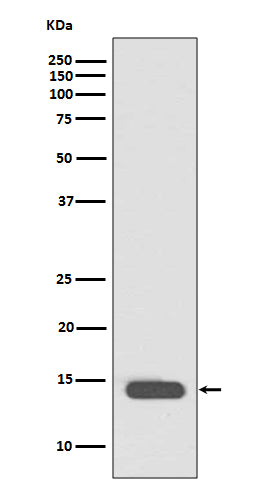 Western blot analysis of Histone H2B (acetyl K20) expression in Hela cell treated with TSA lysate.
