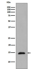 Western blot analysis of Histone H2B expression in Saccharomyces cerevisiae cell lysate treated with Methyl methanesulfonate.