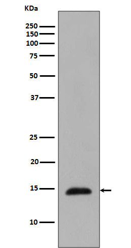 Western blot analysis of Histone H2B expression in Saccharomyces cerevisiae cell lysate treated with Methyl methanesulfonate.