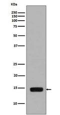 Western blot analysis of Phospho-Histone H2A (S129)  expression in Saccharomyces cerevisiae treated with Methyl methanesulfonate.