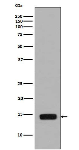 Western blot analysis of Phospho-Histone H2A (S129)  expression in Saccharomyces cerevisiae treated with Methyl methanesulfonate.
