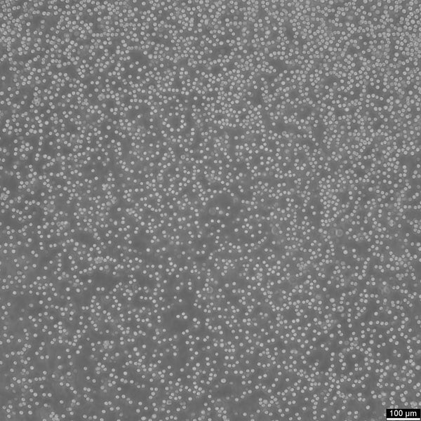 P388 cell