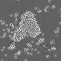 P3HR1 cell