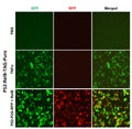 p52:RelB Reporter Lentivirus – Figure 1 of 2