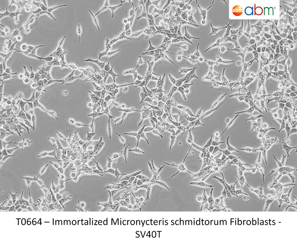 Immortalized Micronycteris schmidtorum Fibroblasts - SV40T | Applied Biological Materials (abm)