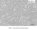 Immortalized Rat Cardiomyocytes – Figure 1 of 1