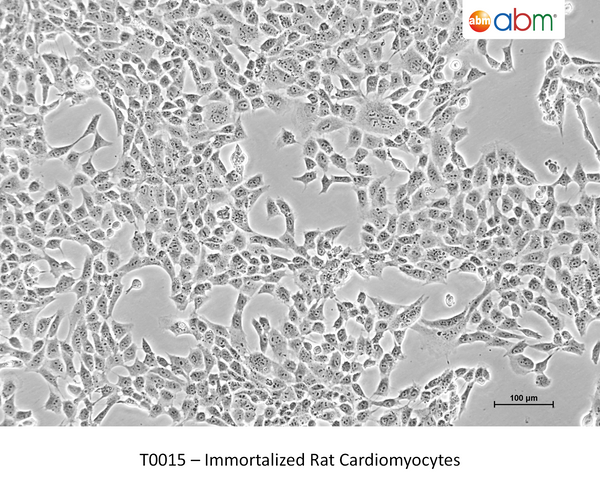 Immortalized Rat Cardiomyocytes – Figure 1 of 1