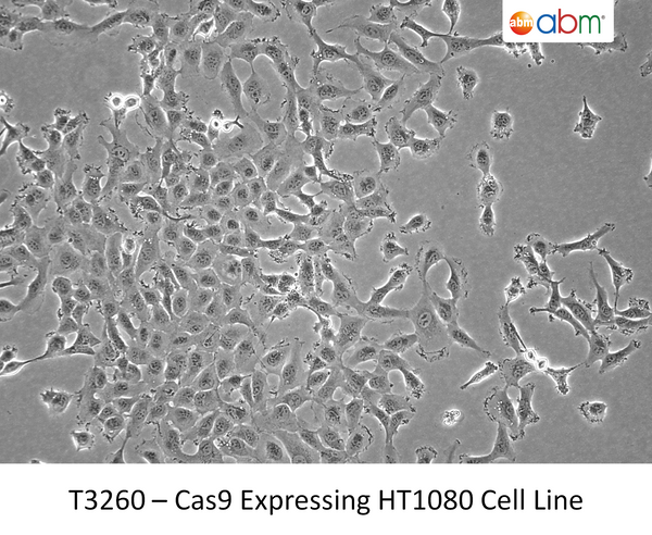 Cas9 Expressing HT1080 Cell Line | Applied Biological Materials (abm)