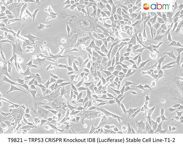 TRP53 CRISPR Knockout ID8(Luciferase) Stable Cell Line-T1-2 | Applied Biological Materials (abm)