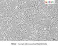 Human Adrenocortical HAC15 Cells – Figure 1 of 1