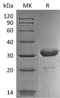 Recombinant Mouse IgG2b-Fc Protein – Figure 1 of 2