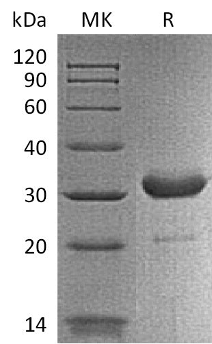 Recombinant Mouse IgG2b-Fc Protein – Figure 1 of 2