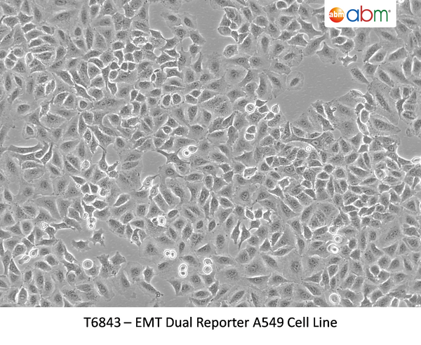 EMT Dual Reporter A549 Cell Line | Applied Biological Materials (abm)