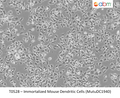 Immortalized Mouse Dendritic Cells (MutuDC1940) | Applied Biological Materials (abm)