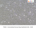 Immortalized Human Nasal Epithelial Cells - SV40 – Figure 1 of 1