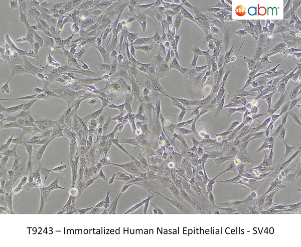 Immortalized Human Nasal Epithelial Cells - SV40 – Figure 1 of 1