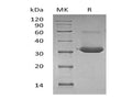 Recombinant Mouse IgG1 Fc/IGHG1 Protein – Figure 1 of 2