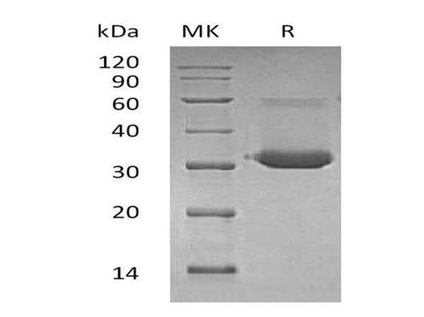 Recombinant Mouse IgG1 Fc/IGHG1 Protein – Figure 1 of 2