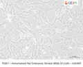 Immortalized Rat Embryonic Striatal (M26-1F) Cells - tsSV40T – Figure 1 of 1