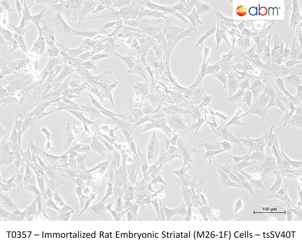 Immortalized Rat Embryonic Striatal (M26-1F) Cells - tsSV40T – Figure 1 of 1