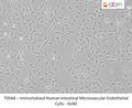 Immortalized Human Intestinal Microvascular Endothelial Cells - SV40 | Applied Biological Materials (abm)
