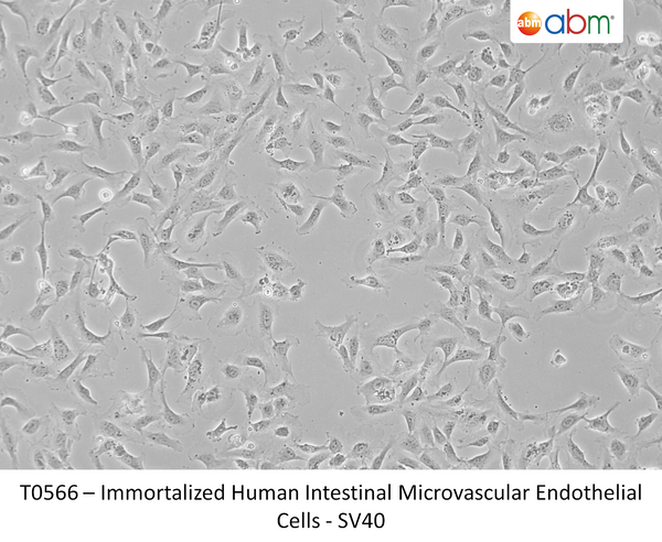 Immortalized Human Intestinal Microvascular Endothelial Cells - SV40 | Applied Biological Materials (abm)