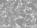 PA-1 cell