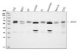 Anti-SSH3BP1/ABI1 Antibody Picoband®