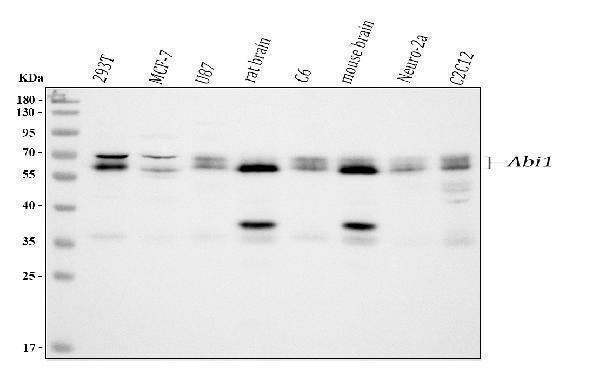 Anti-SSH3BP1/ABI1 Antibody Picoband®