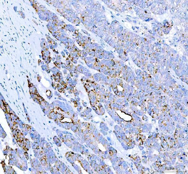 Anti-Alkaline Phosphatase/ALPL Antibody Picoband®