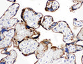 Anti-Annexin A1/ANXA1 Antibody Picoband®