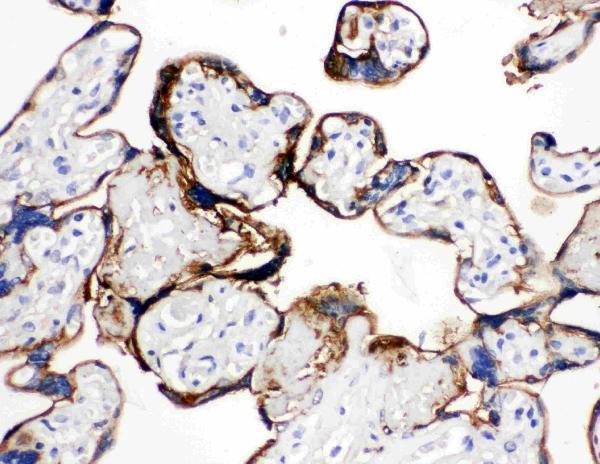 Anti-Annexin A1/ANXA1 Antibody Picoband®